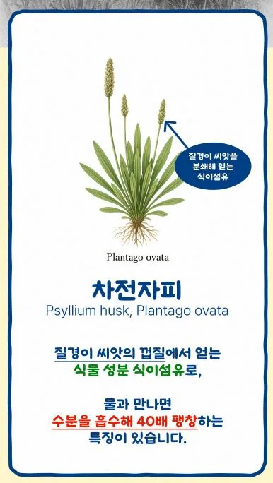 황금구렁이 오리지널 5.1g × 30포