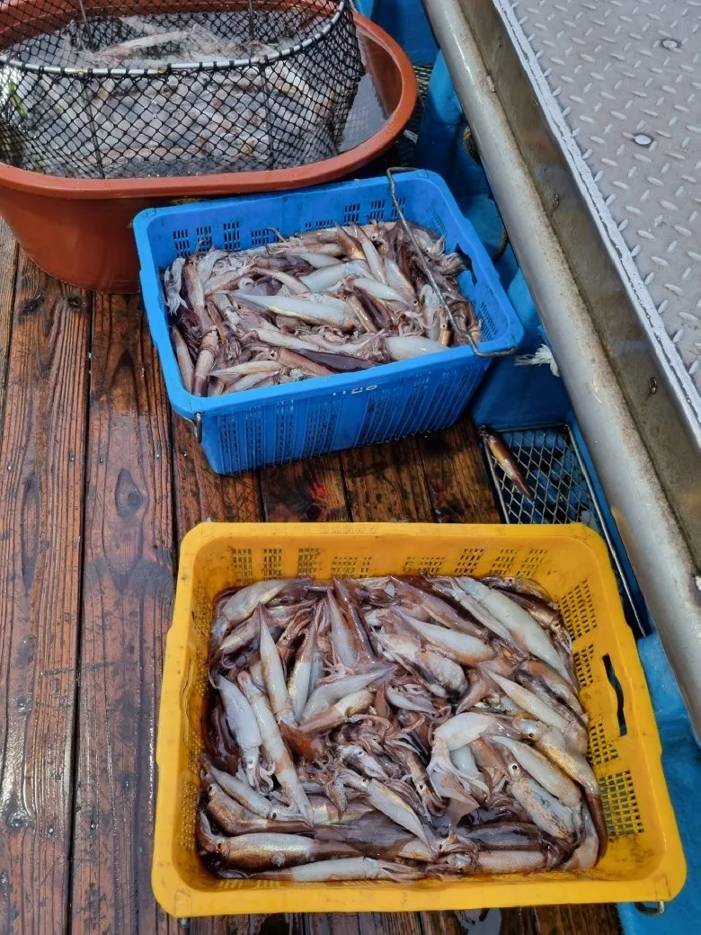 상품코드 : DSR006 총알오징어 400g (원양산)