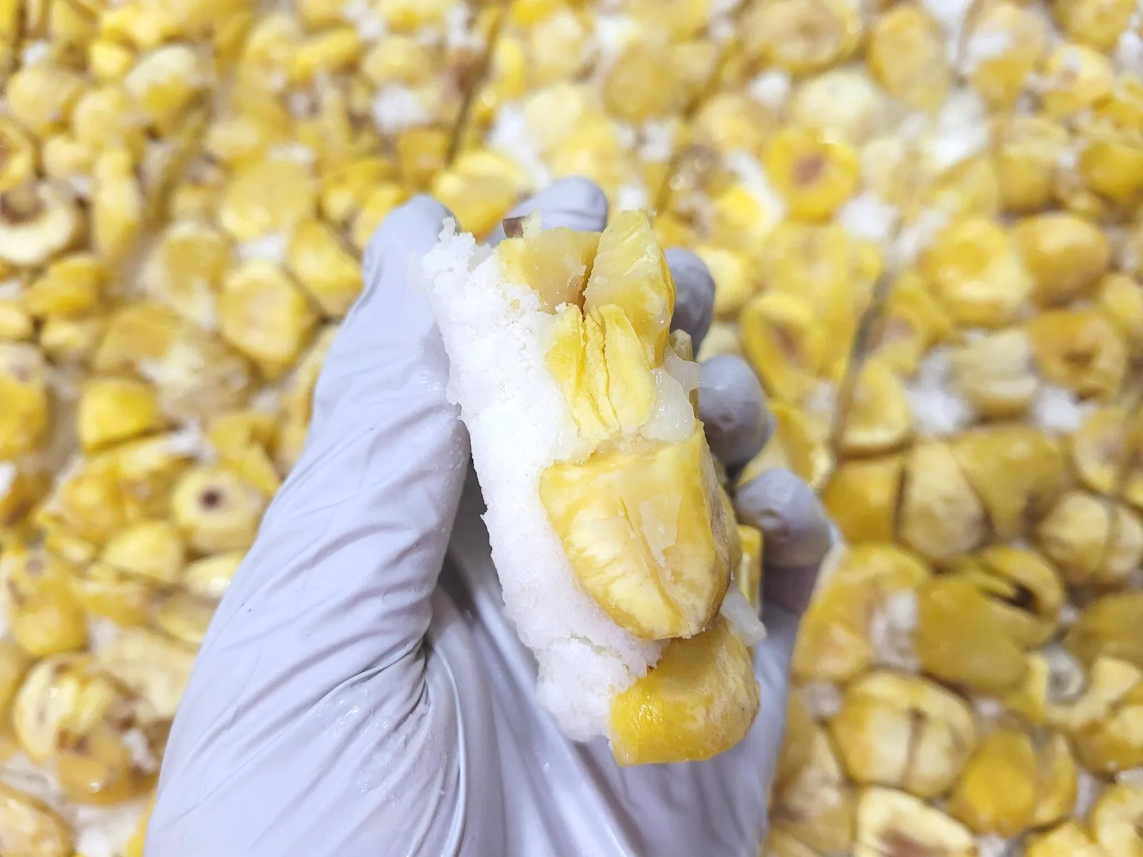 햇밤 가득 통밤우유설기 (5개입) 500g